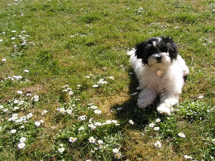 Løwchen Louie billede 5