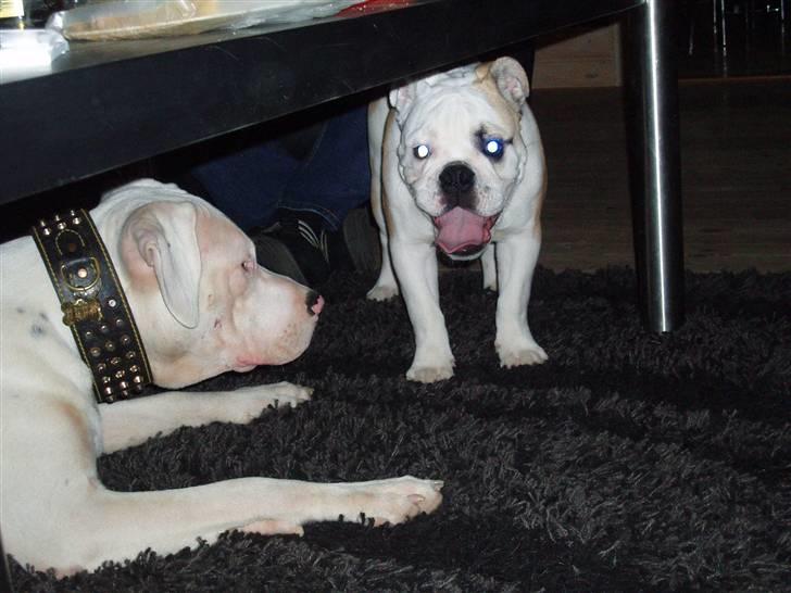 Engelsk bulldog Chopie billede 2