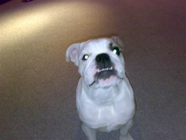 Engelsk bulldog Chopie billede 3