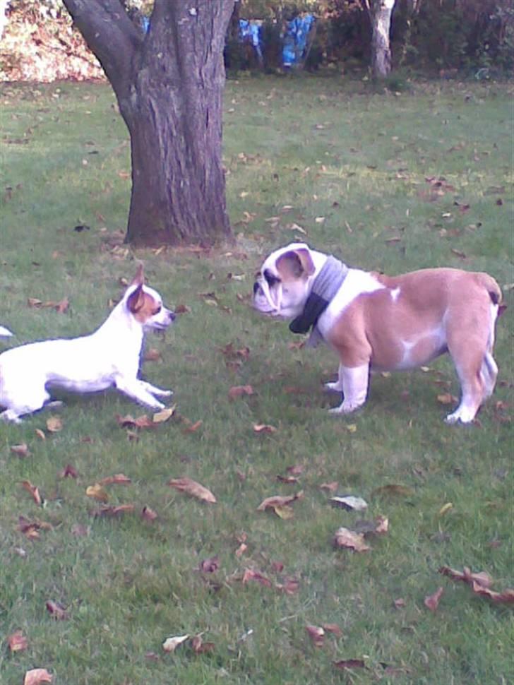 Engelsk bulldog Chopie billede 4