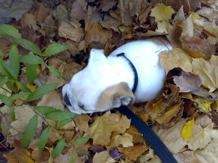 Engelsk bulldog Chopie billede 5