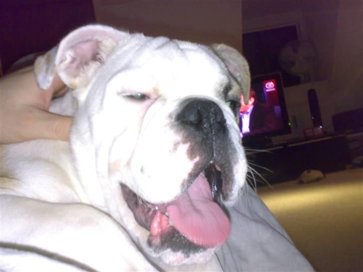 Engelsk bulldog Chopie billede 6