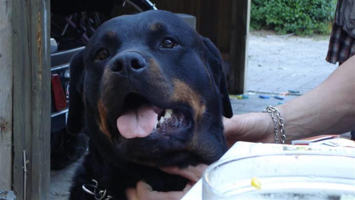 Rottweiler tessa billede 1