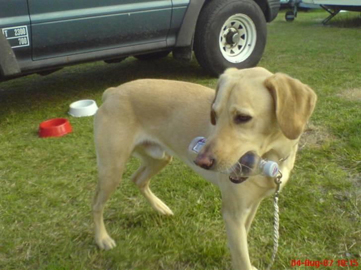 Labrador retriever Laban billede 1