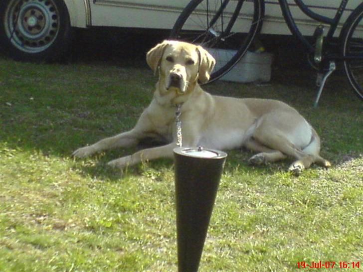 Labrador retriever Laban billede 2