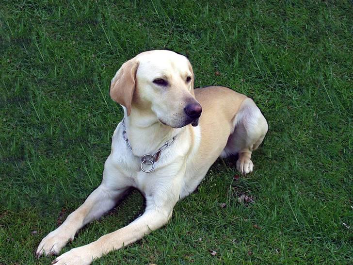 Labrador retriever Laban billede 3