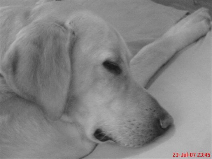 Labrador retriever Laban billede 4