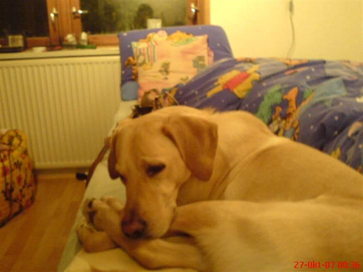 Labrador retriever Laban billede 5