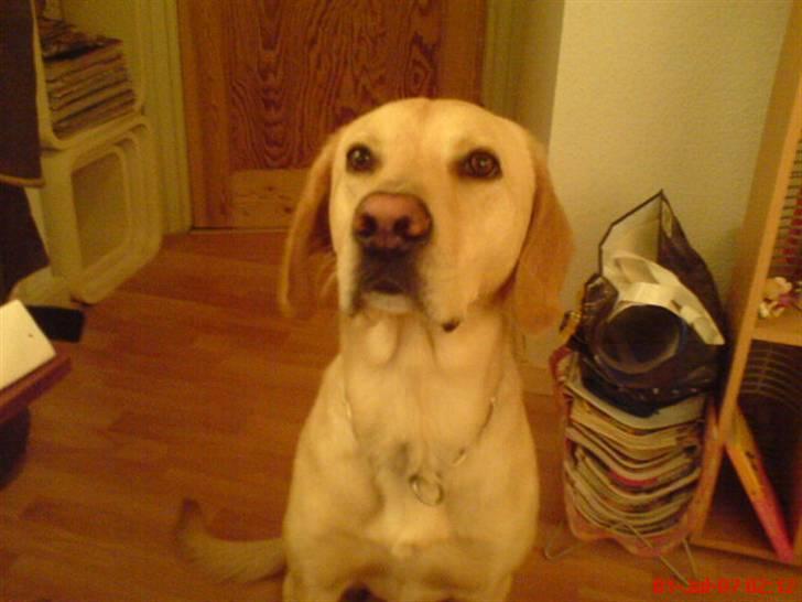 Labrador retriever Laban billede 6