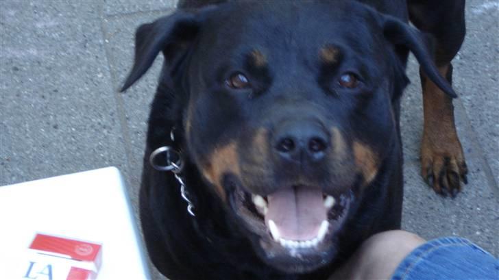 Rottweiler tessa billede 2