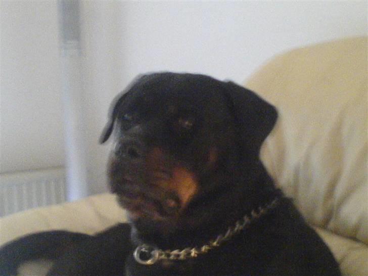 Rottweiler tessa billede 3