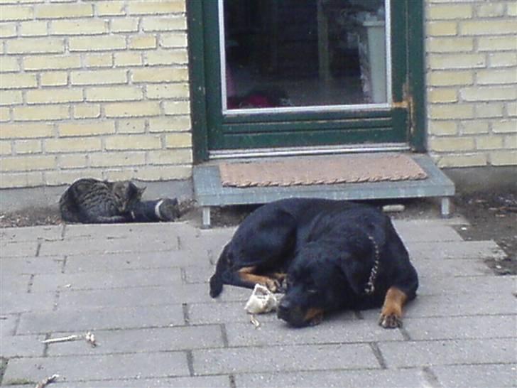 Rottweiler tessa billede 4