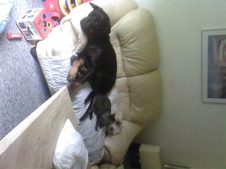 Rottweiler tessa - tessa, samson og zimba dødtrætte .. billede 5