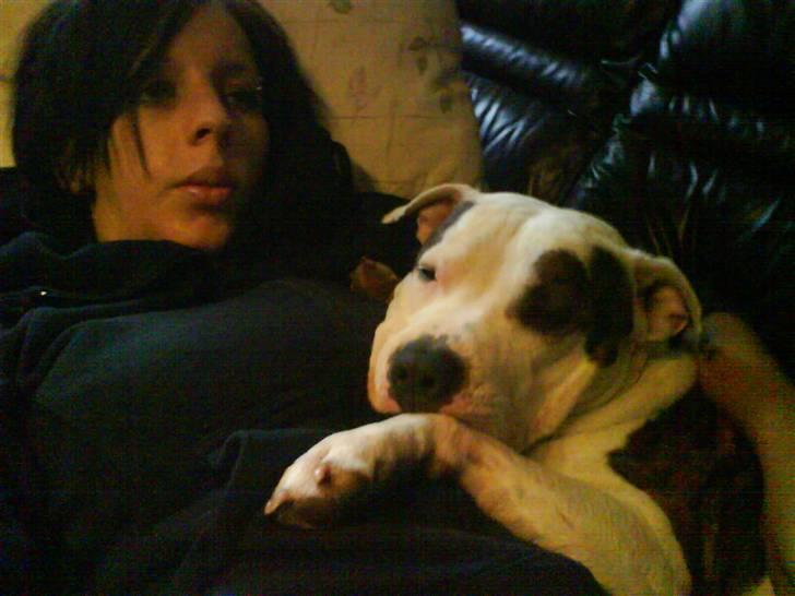 Amerikansk staffordshire terrier Chako billede 18