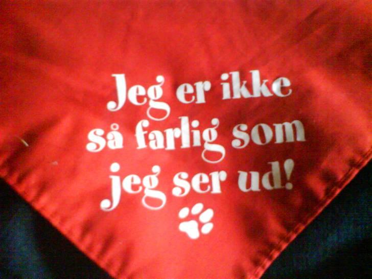 Amerikansk staffordshire terrier Chako billede 19