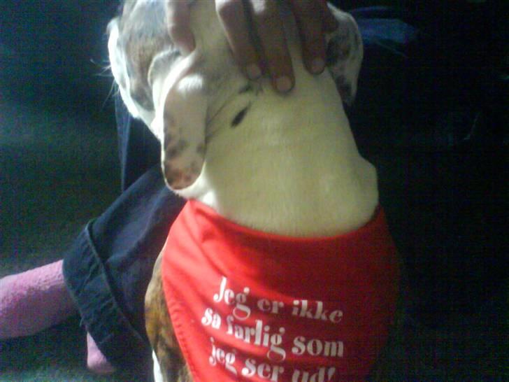 Amerikansk staffordshire terrier Chako billede 20