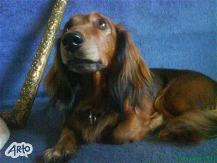 Gravhund chita billede 8