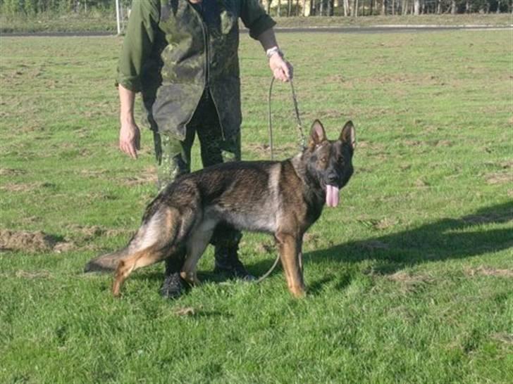 Schæferhund Cato - .. billede 2