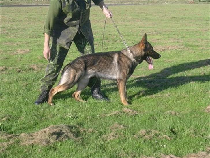 Schæferhund Cato - .. billede 3