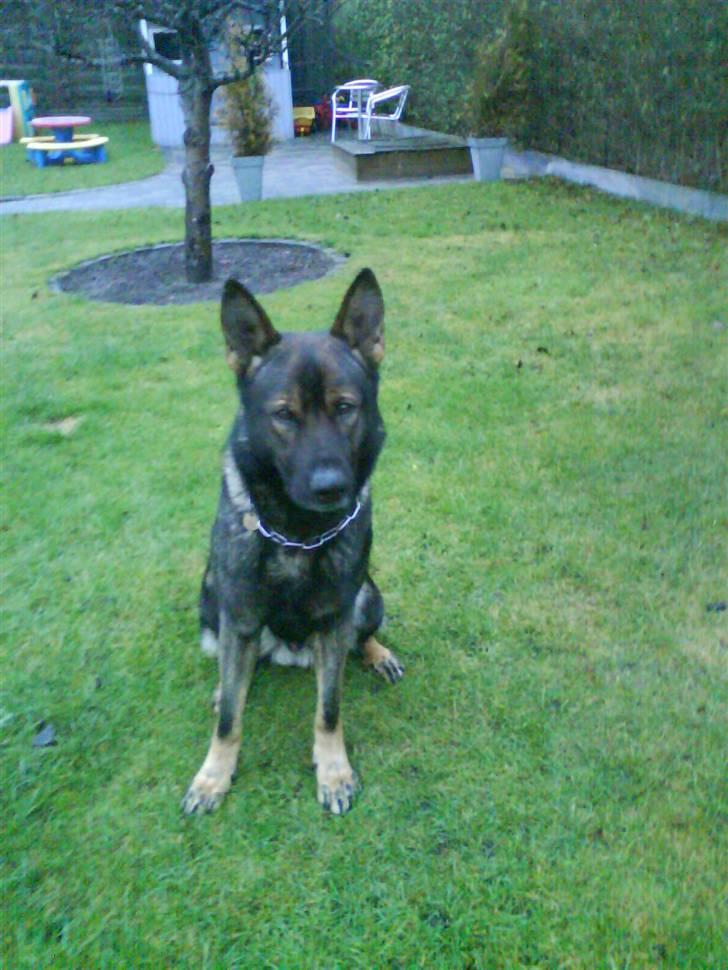 Schæferhund Cato - ER JEG IKK KÆR?? billede 4