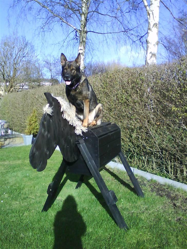 Schæferhund Cato - .. billede 5