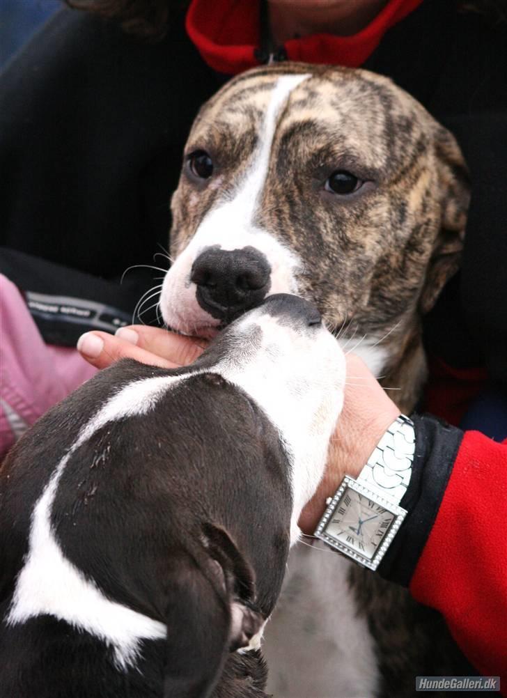 Blanding af racer Diva billede 10