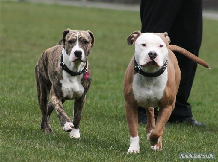 Blanding af racer Diva billede 11