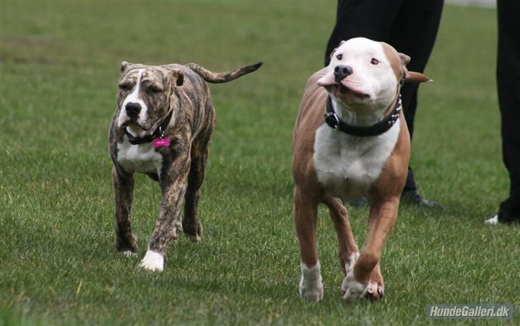 Blanding af racer Diva billede 12