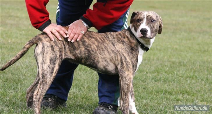 Blanding af racer Diva billede 13