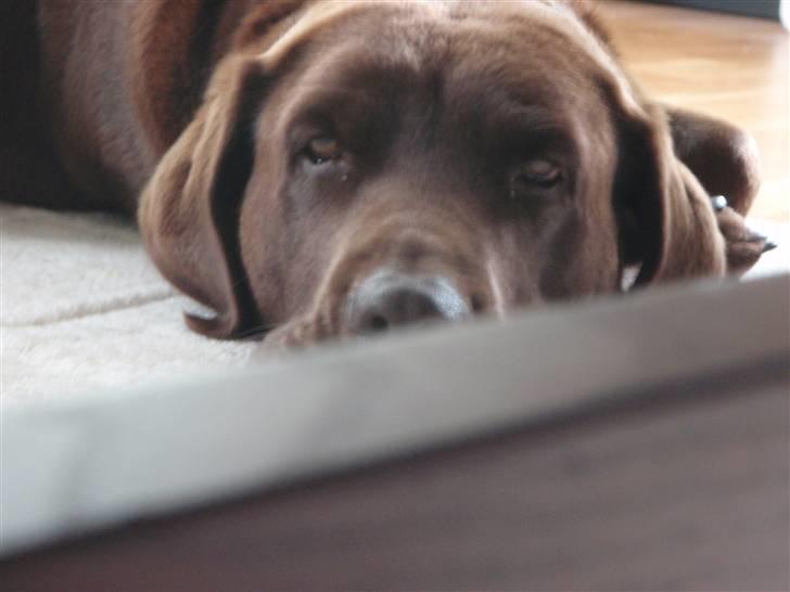 Labrador retriever Bella <3 billede 7