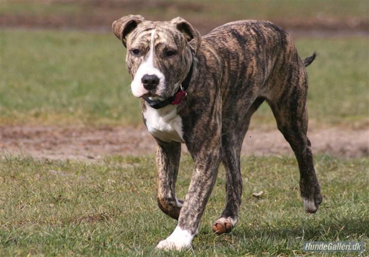 Blanding af racer Diva billede 15