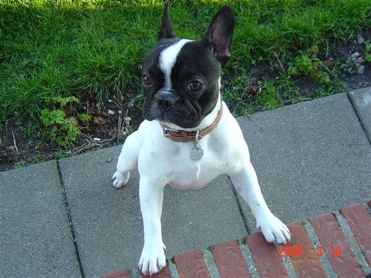 Fransk bulldog Rocky billede 1