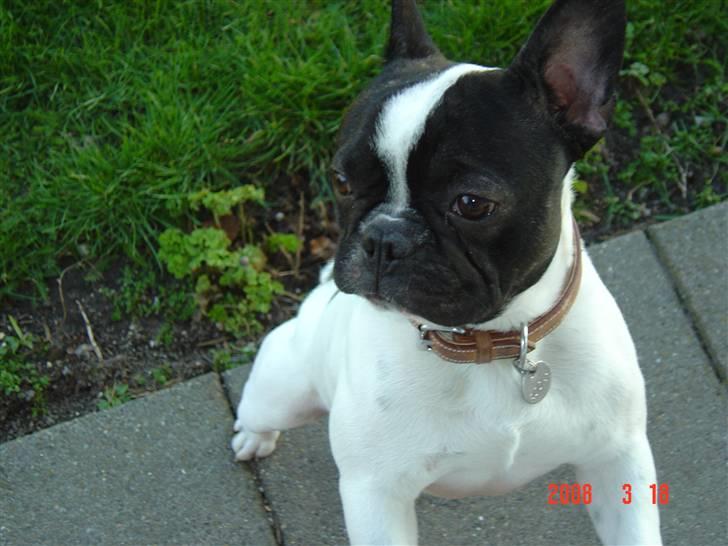 Fransk bulldog Rocky billede 2