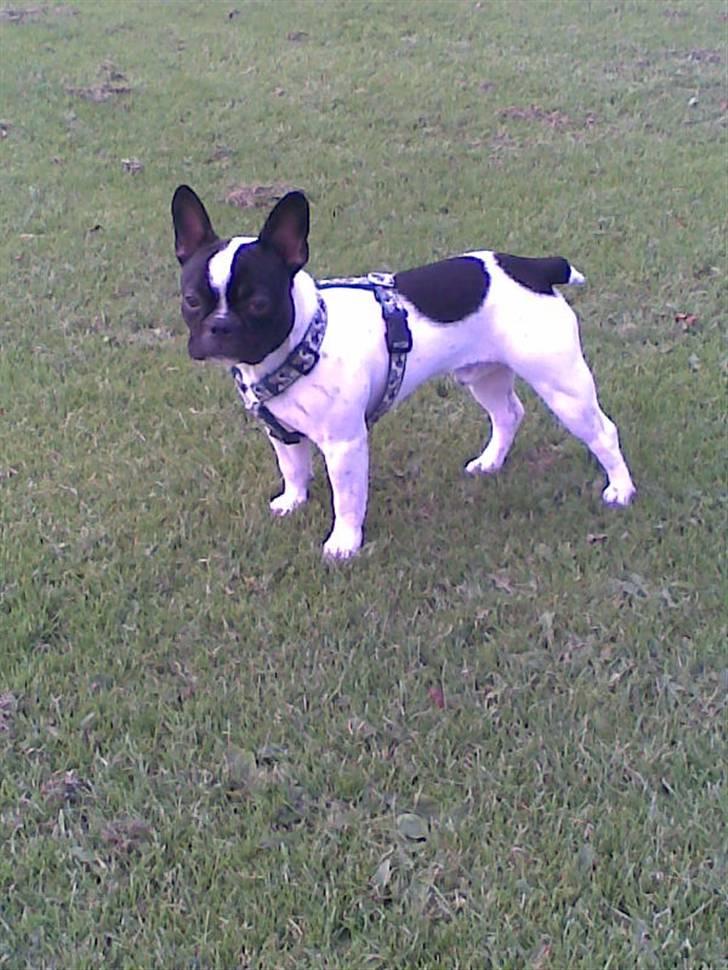 Fransk bulldog Rocky billede 3