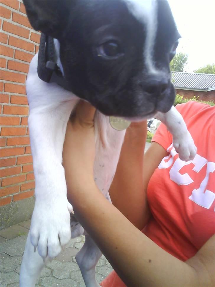 Fransk bulldog Rocky billede 4