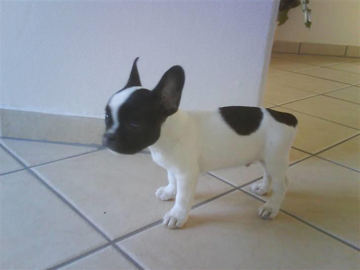 Fransk bulldog Rocky billede 5