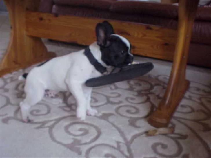 Fransk bulldog Rocky billede 6