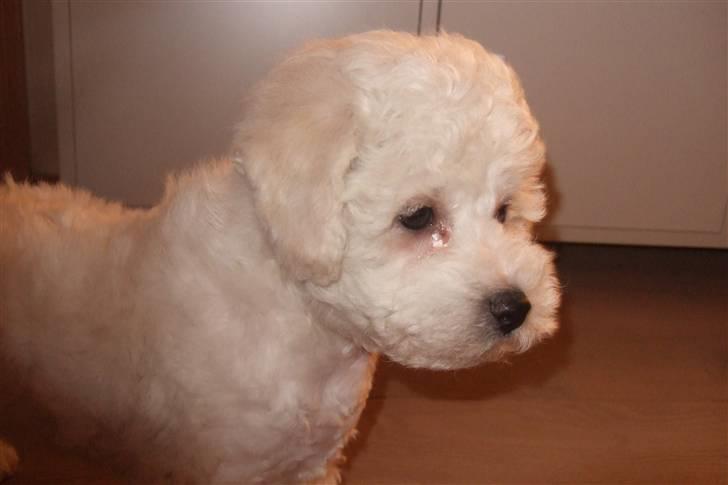 Bichon à poil frisé Rufus billede 6