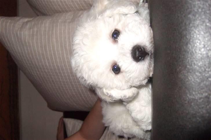 Bichon à poil frisé Rufus billede 7