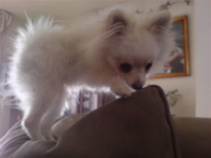 Pomeranian Coco billede 4