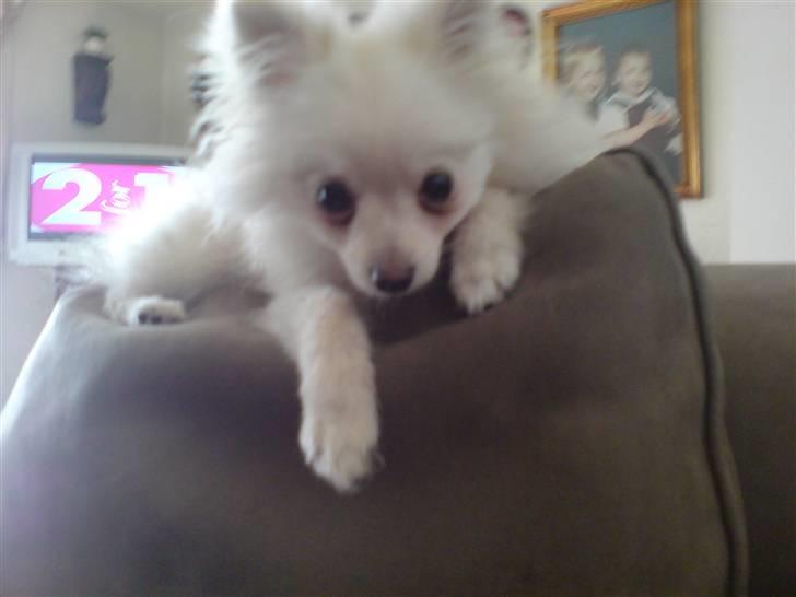 Pomeranian Coco billede 5