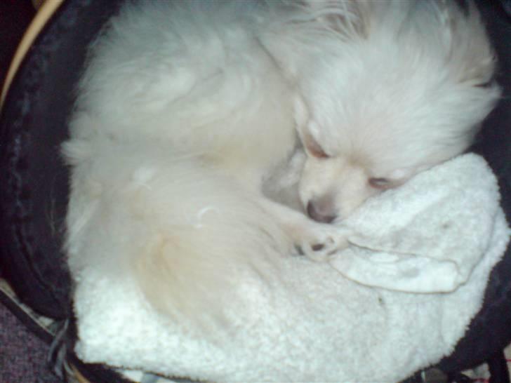 Pomeranian Coco billede 6