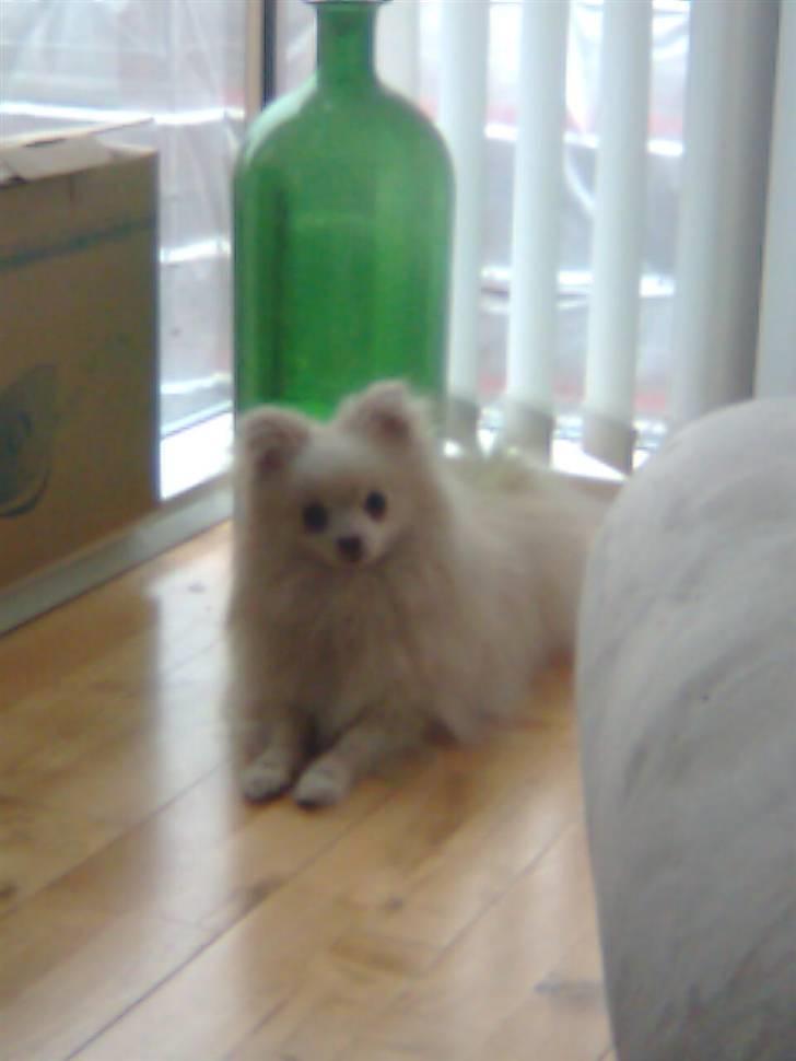 Pomeranian Coco billede 7