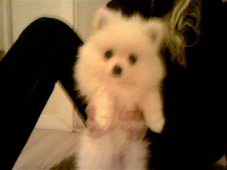 Pomeranian Coco billede 8