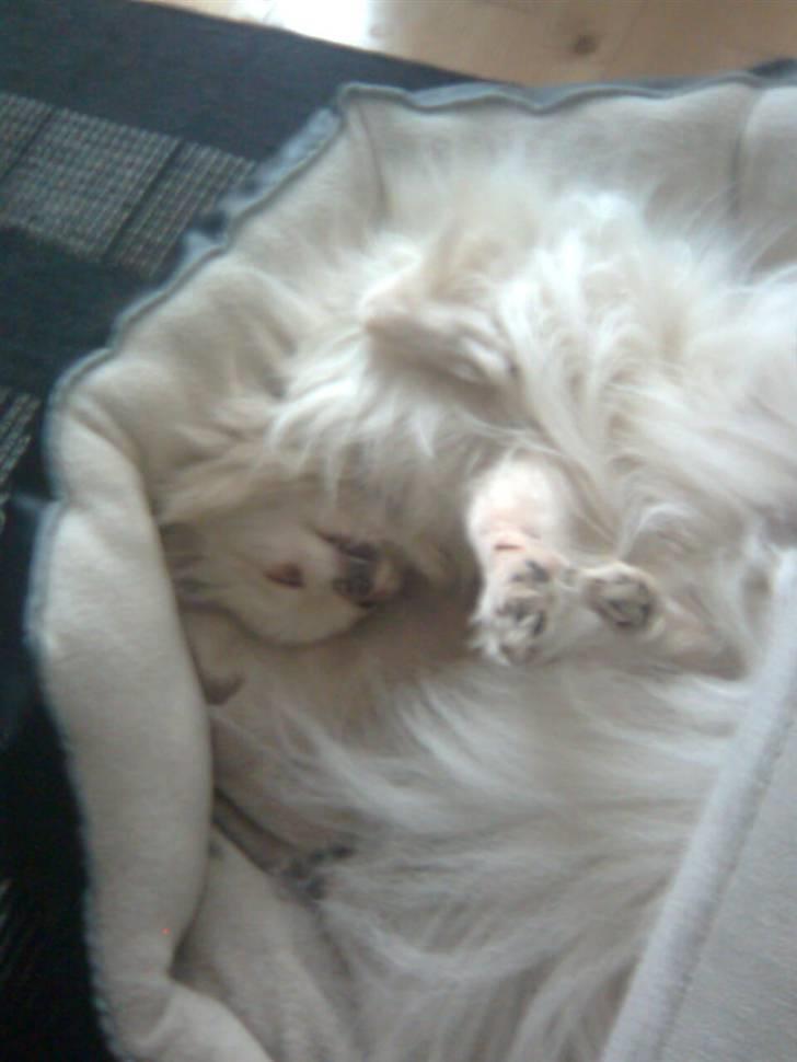 Pomeranian Coco billede 9