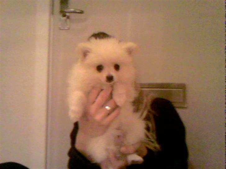 Pomeranian Coco billede 10