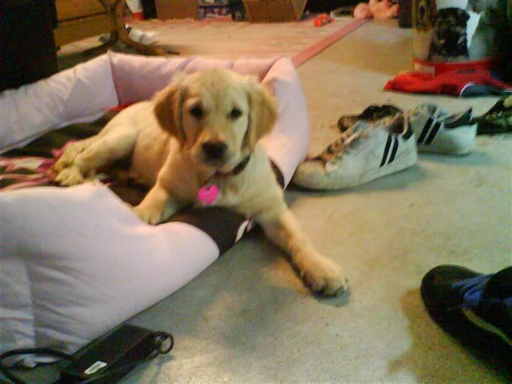 Golden retriever One'aby  - mig i min lyserøde kurv<33 lækker kvalitet fra Rogz<33 billede 7