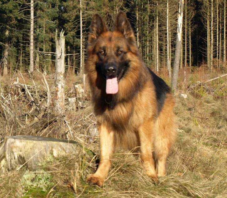 Schæferhund Vicktor [Langhåret] R.I.P - Vicktor. billede 1
