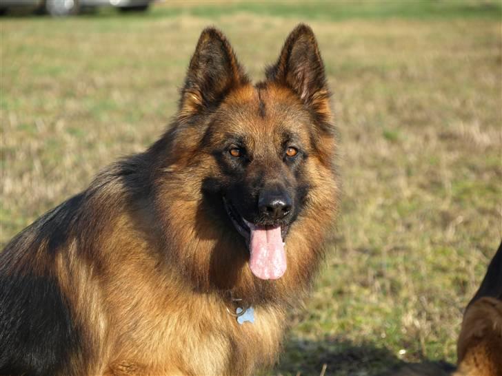 Schæferhund Vicktor [Langhåret] R.I.P - Vicktor. billede 2