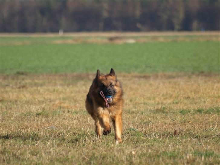 Schæferhund Vicktor [Langhåret] R.I.P - Vicktor i fuld fart. billede 3